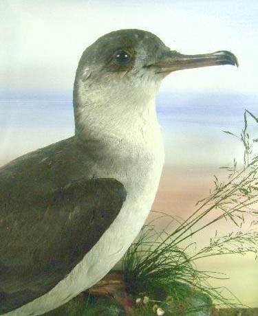 shearwater[1grass].JPG